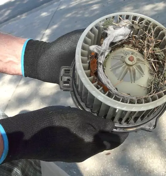 About Air Duct Mice Removal in Camas, WA